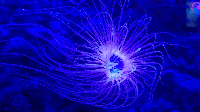 underwater